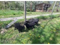 predam-quessantske-ovecku-small-1