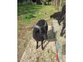 predam-quessantske-ovecku-small-0