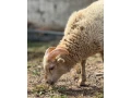 quessant-small-1