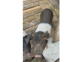 prestickie-small-1