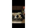 predam-morske-prasiatka-small-2