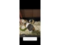 predam-morske-prasiatka-small-0