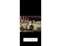 predam-morske-prasiatka-small-1