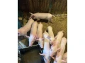 predam-odstavcata-small-1