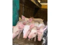 predam-odstavcata-small-0