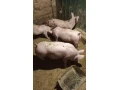 prasiatka-40kg-small-0