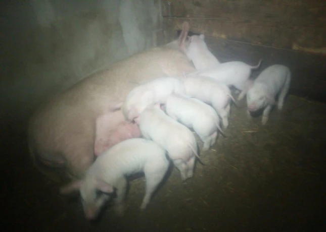 predam-big-1