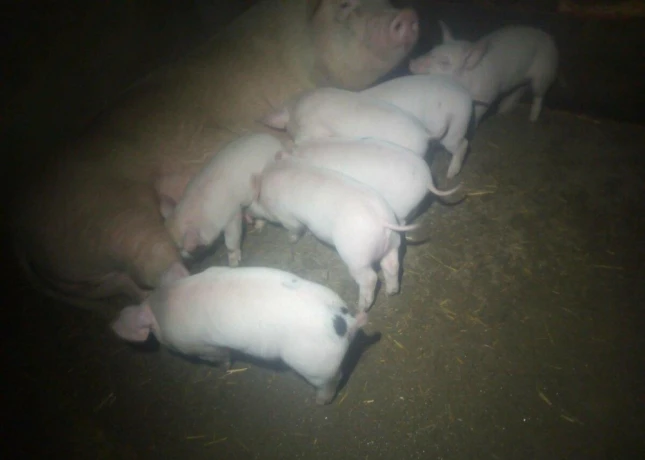 predam-big-2