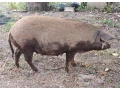 mangalica-prasna-small-3