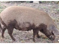 mangalica-prasna-small-2