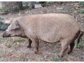 mangalica-prasna-small-0