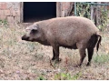 mangalica-prasna-small-4