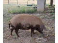 mangalica-prasna-small-1