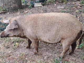 mangalica-prasna