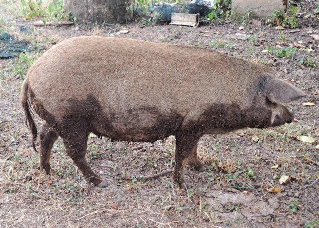 mangalica-prasna-big-3