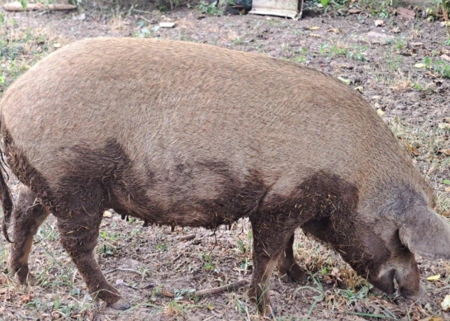 mangalica-prasna-big-2