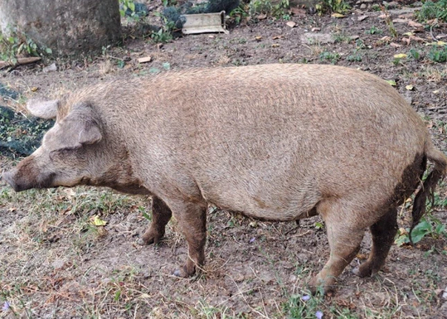 mangalica-prasna-big-0