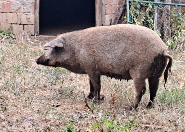 mangalica-prasna-big-4