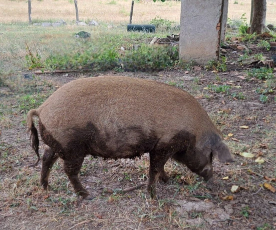 mangalica-prasna-big-1