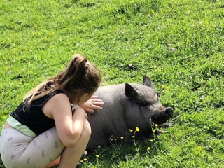 predam-prasnicu