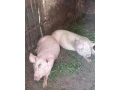 prasata-small-1