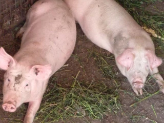prasata