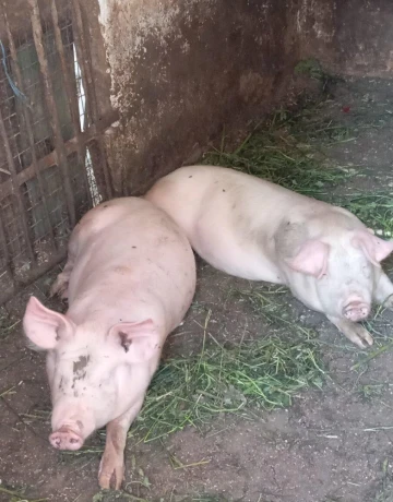 prasata-big-1