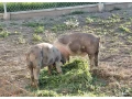 durokpresticke-a-mangalica-small-1