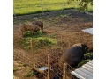 durokpresticke-a-mangalica-small-0