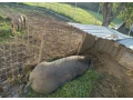 durokpresticke-a-mangalica-small-2