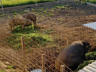 durokpresticke-a-mangalica