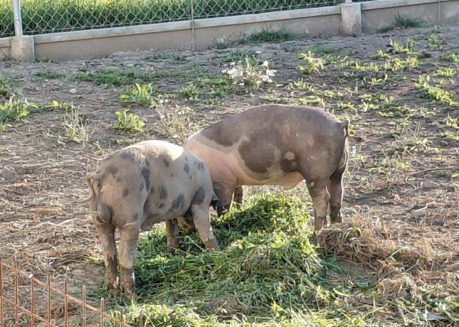 durokpresticke-a-mangalica-big-1