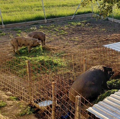 durokpresticke-a-mangalica-big-0