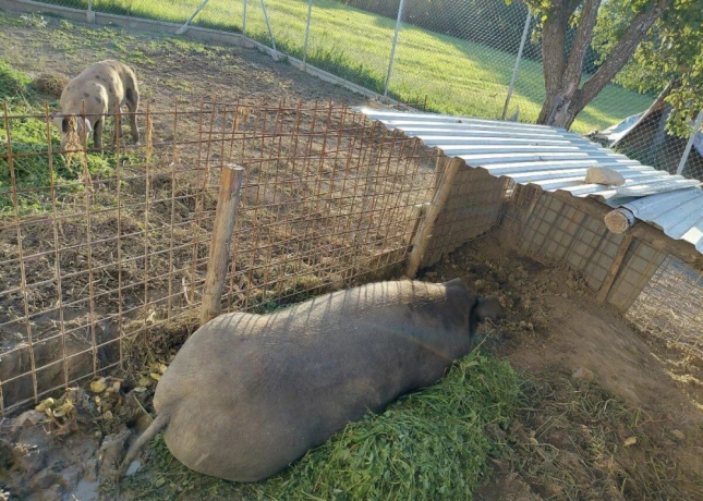 durokpresticke-a-mangalica-big-2