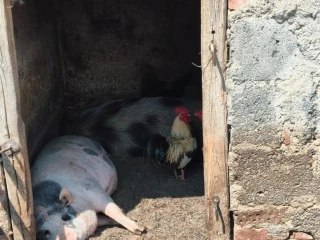 vietnamske-prasata