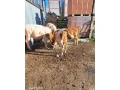predam-telata-small-2