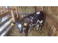 predam-jalovicu-small-0