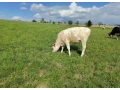 predam-small-1