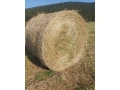 predam-balikovanu-lucerku-small-0
