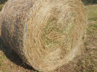 predam-balikovanu-lucerku