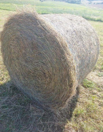 predam-balikovanu-lucerku-big-1
