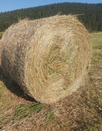 predam-balikovanu-lucerku-big-0