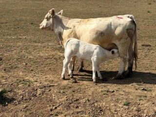 predam-hovadzi-dobytok-charolais