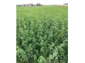 kupim-porast-lucerka-lucerna-small-0