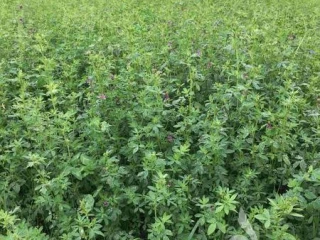 kupim-porast-lucerka-lucerna