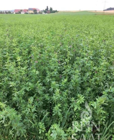 kupim-porast-lucerka-lucerna-big-0