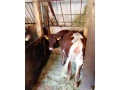 predam-jalovicku-small-0