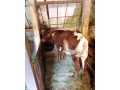 predam-jalovicku-small-3