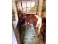 predam-jalovicku-small-2