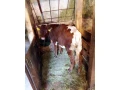 predam-jalovicku-small-1